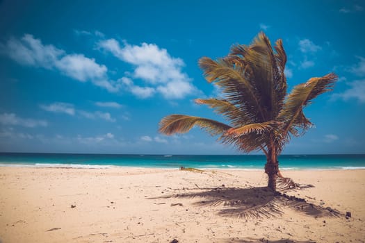 Beautiful tropical beach with coconut palm and blue sky. Landscape of paradise tropical island beach with perfect sunny sky. Bavaro beach, Punta Cana, Dominican Republic.