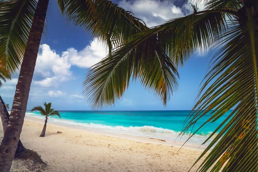A look at the Caribbean Sea through the branches of a coconut palm. Landscape of paradise tropical island beach with perfect blue sunny sky. Vacation holidays summer background. Caribbean wild nature scenery near the beach in Saona.