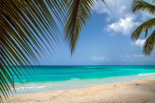 A look at the Caribbean Sea through the branches of a coconut palm. Landscape of paradise tropical island beach with perfect blue sunny sky. Vacation holidays summer background. Caribbean wild nature scenery near the beach in Saona.background. Caribbean wild nature scenery near the beach in Saona.