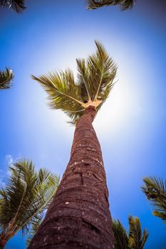 Palm tree close-up at tropical island. Coconut palm tree shot at a wide angle against the sun. Shot from bottom to top with blue sky and white clouds. Vacation summer holidays background wallpaper. Sunny tropical exotic paradise.