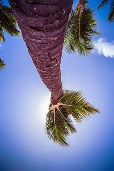 Palm tree close-up at tropical island. Coconut palm tree shot at a wide angle against the sun. Shot from bottom to top with blue sky and white clouds. Vacation summer holidays background wallpaper. Sunny tropical exotic paradise.