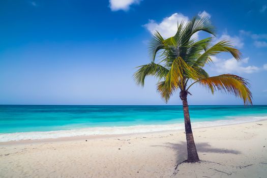 Vacation summer holidays background wallpaper. Sunny tropical exotic Caribbean paradise beach with white sand, azure water and palm tree branches over blue sky. Caribbean Sea coast, Dominican republic, Saona island.