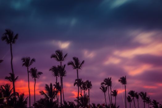 Silhouettes of palm trees on the fion of a beautiful multi-colored sunset. Dramatic sunset over the exotic beach, with palms. Incredible sunset on a tropical island in the ocean.
