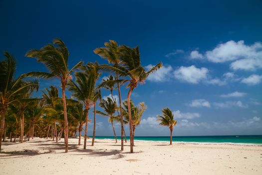 Caribbean wild nature scenery near the beach in Punta Cana. Amazing tropical beach with palm tree entering the ocean against azure ocean, gold sand and blue sky, Dominican Republic, Caribbean Islands.