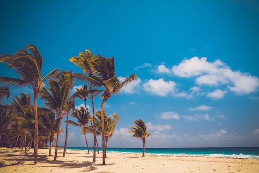The picture was taken at the Atlantic Coast. Coconut Palm trees on white sandy Bavaro beach in Punta Cana, Dominican Republic..