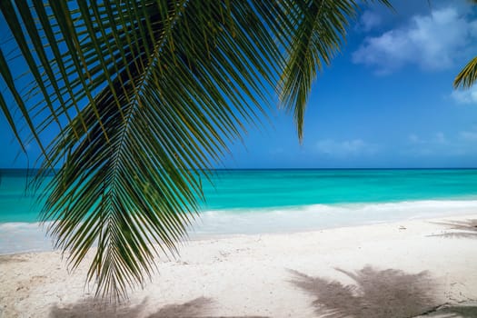 View of the turquoise water through the leaves of palm trees. Sunny tropical exotic Caribbean paradise beach with white sand, azure water and palm tree branches over blue sky. Caribbean Sea coast, Dominican republic, Saona island.