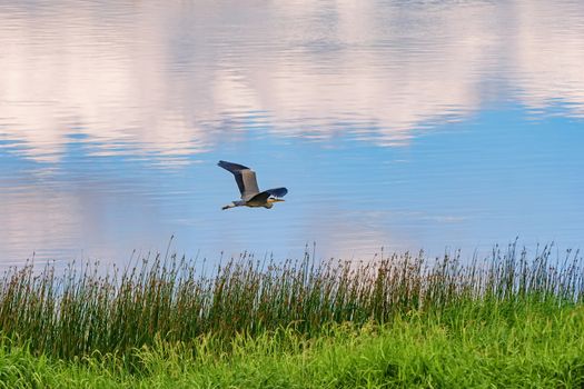 Grey heron flies over the river