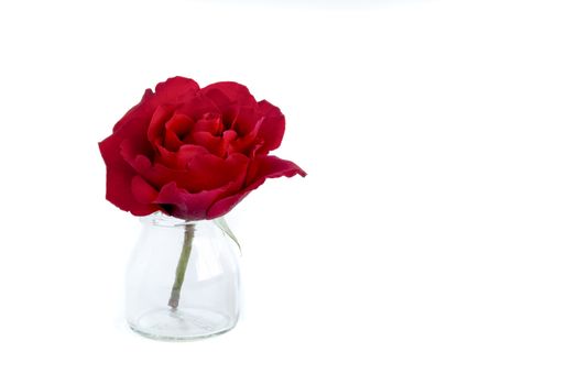 A beautiful bloomimg red rose in a blass bottle. Isolated on white backbround.