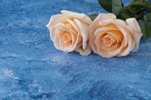 Two beautibul blooming peach color roses on dry blue painted background.