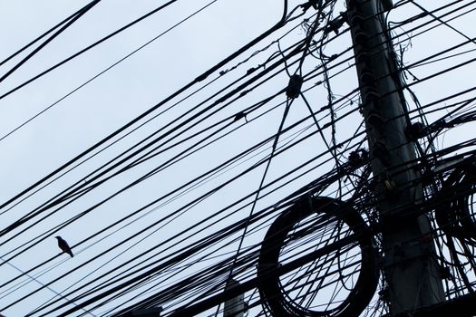 Silhouette of Bird on electrical wires in the city