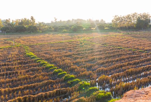 Paddy Field country farm. rice field background