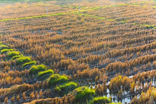 Close up of Rice fields haystack paddy field after harvesting