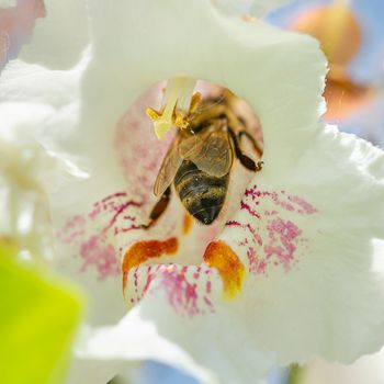 A bee foraging a Catalpa bignonioides flowers, also known as southern catalpa, cigartree, and Indian-bean-tree.