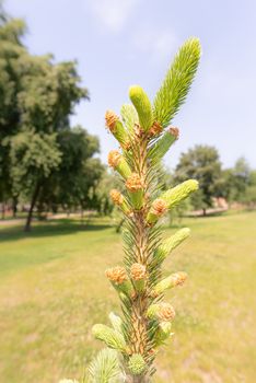 Pinus Silvestris, pine tree, flower under the warm sun during the spring season. (Selective focus)