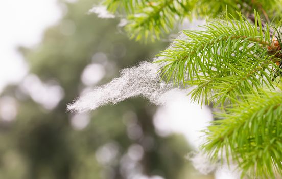 Poplar seeds trapped in pine needles at the start of spring