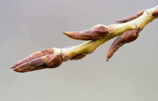 A poplar bough with a young bud at the beginning of the spring