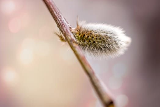 Willow bud on a tree branch in spring