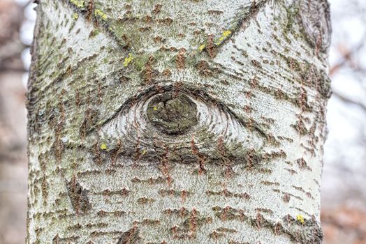One eyed white poplar trunk in the forest
