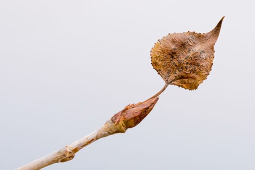A poplar bough with a young bud and a dead dry leaf  at the beginning of the spring