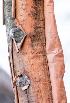 Detail of a peeling birch tree trunk