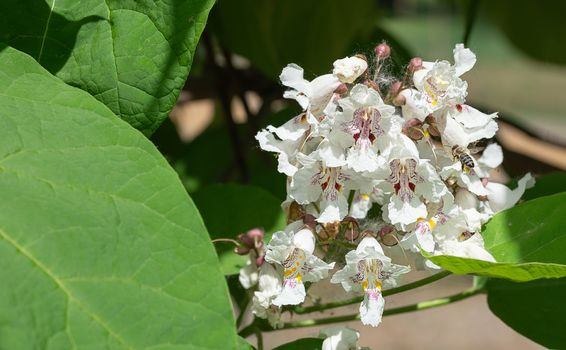 A bee foraging a Catalpa bignonioides flowers, also known as southern catalpa, cigartree, and Indian-bean-tree.