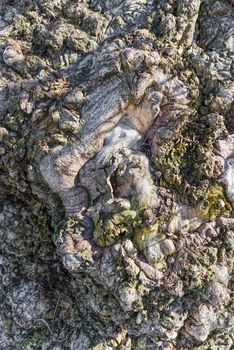 Abstract closeup of Burl on a poplar tree bark