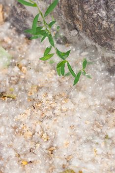 Poplar seeds trapped by the wind in an angle of wall