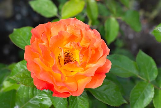 Orange roses in a garden, under the soft spring sun