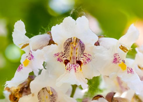 Macro photo of backlit Catalpa bignonioides flowers, also known as southern catalpa, cigartree, and Indian-bean-tree.