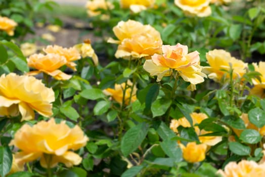 Yellow roses in a garden, under the soft spring sun