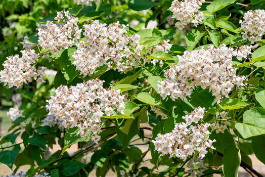 Catalpa bignonioides tree with flowers, also known as southern catalpa, cigartree, and Indian-bean-tree.