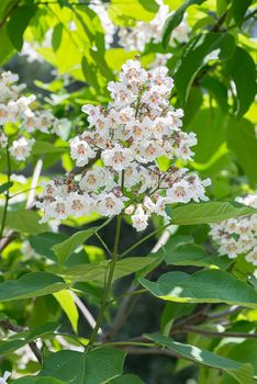 Catalpa bignonioides flowers, also known as southern catalpa, cigartree, and Indian-bean-tree.