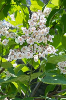 Catalpa bignonioides flowers, also known as southern catalpa, cigartree, and Indian-bean-tree.