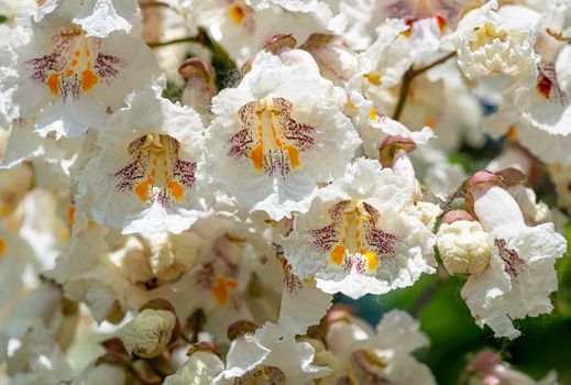 Catalpa bignonioides flowers, also known as southern catalpa, cigartree, and Indian-bean-tree.