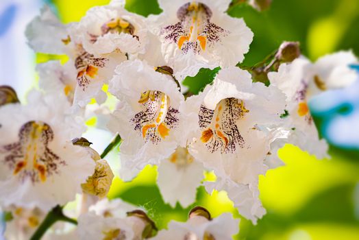 Macro photo of backlit Catalpa bignonioides flowers, also known as southern catalpa, cigartree, and Indian-bean-tree.