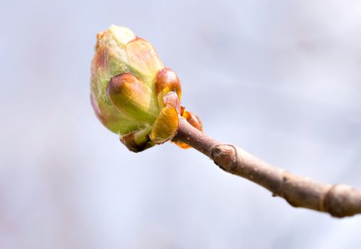 Macro of a horse-chestnut (aesculus hippocastanum) sprout under the warm spring sun