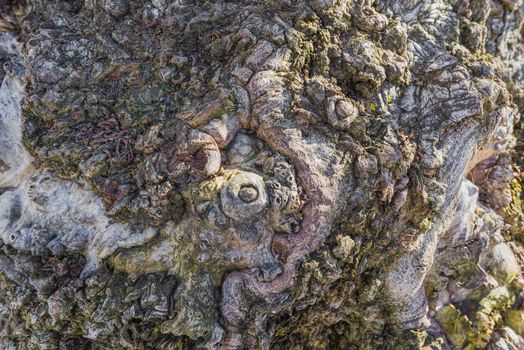 Abstract closeup of Burl on a poplar tree bark