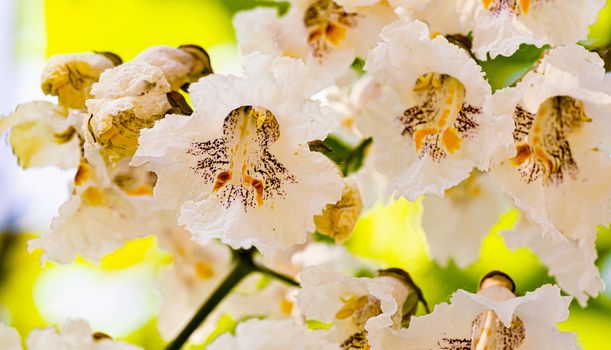 Macro photo of backlit Catalpa bignonioides flowers, also known as southern catalpa, cigartree, and Indian-bean-tree.