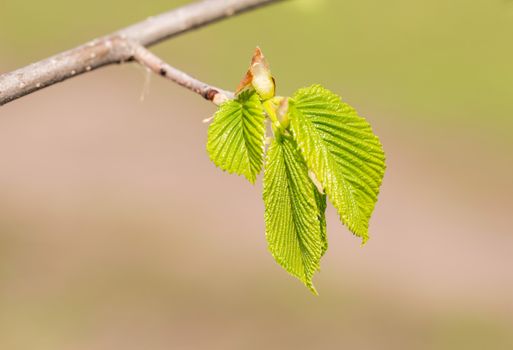 European or common hornbeam (Carpinus betulus) leaves under a strong spring light