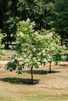 Catalpa bignonioides tree with flowers, also known as southern catalpa, cigartree, and Indian-bean-tree.