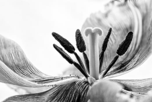 Stamem and Pistil macro  photo of a pink fringed tulip, tulipa crispa. Black and white photo.