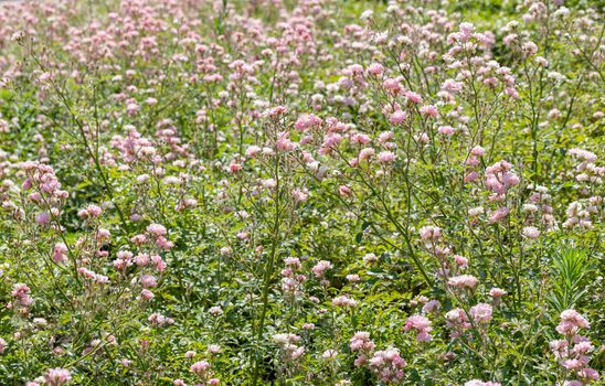 Pink Polyantha Shrub Roses also known as The Fairy roses in a garden, under the hot spring sun