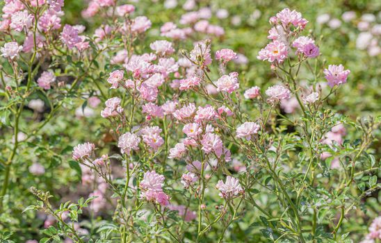 Pink Polyantha Shrub Roses also known as The Fairy roses in a garden, under the hot spring sun