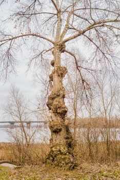 Burls on the trunk of a white poplar tree