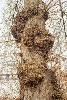 Burls on the trunk of a white poplar tree