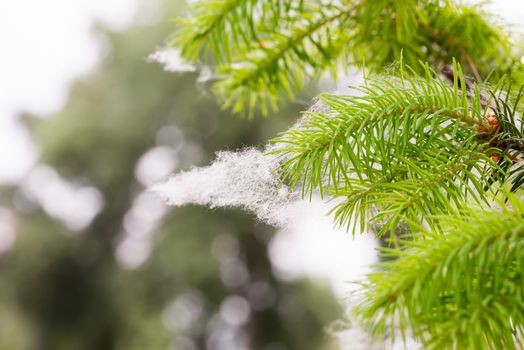 Poplar seeds trapped in pine needles at the start of spring