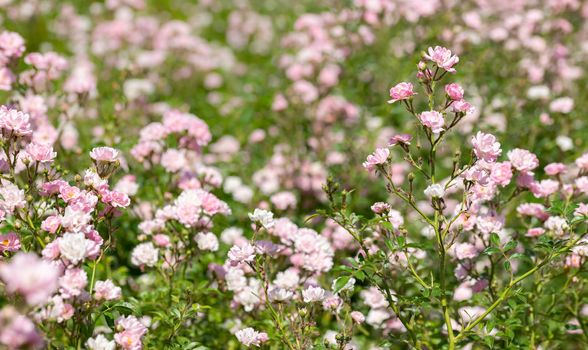 Pink Polyantha Shrub Roses also known as The Fairy roses in a garden, under the hot spring sun