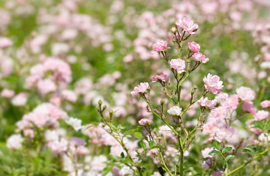 Pink Polyantha Shrub Roses also known as The Fairy roses in a garden, under the hot spring sun