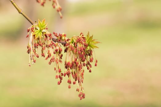 Acer Negundo, young green leaves with seeds and flowers under the spring sun