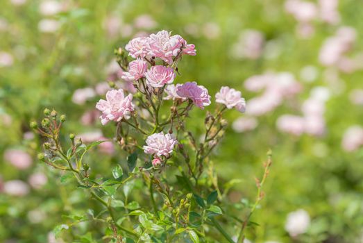 Pink Polyantha Shrub Roses also known as The Fairy roses in a garden, under the hot spring sun